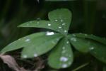 <img:stuff/z/169023/Dew%2520Drops.2/i1278792865_22.jpg?y=100>