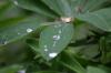 <img100*0:stuff/z/169023/Dew%2520Drops.2/i1278792865_4.jpg>