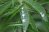 <img100*0:stuff/z/169023/Dew%2520Drops.2/i1278792865_5.jpg>