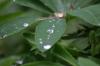 <img100*0:stuff/z/169023/Dew%2520Drops.2/i1278792865_7.jpg>