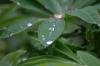 <img100*0:stuff/z/169023/Dew%2520Drops.2/i1278792866_25.jpg>
