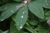 <img100*0:stuff/z/169023/Dew%2520Drops.2/i1278792866_27.jpg>