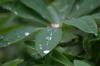 <img100*0:stuff/z/169023/Dew%2520Drops.2/i1278792866_28.jpg>