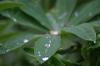 <img100*0:stuff/z/169023/Dew%2520Drops.2/i1278792866_31.jpg>