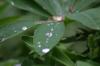 <img100*0:stuff/z/169023/Dew%2520Drops.2/i1278792866_36.jpg>