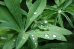 dew drops
