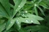 <img100*0:stuff/z/169023/Dew%2520Drops/i1278792352_6.jpg>