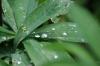 <img100*0:stuff/z/169023/Dew%2520Drops/i1278792352_7.jpg>