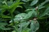 <img100*0:stuff/z/169023/Dew%2520Drops/i1278792353_21.jpg>