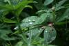 <img100*0:stuff/z/169023/Dew%2520Drops/i1278792353_22.jpg>