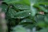 <img100*0:stuff/z/169023/Dew%2520Drops/i1278792353_24.jpg>