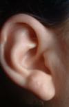 <img100*0:stuff/z/169023/Ear%2520Stock/i1265758490_5.jpg>