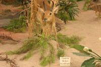 <img200*0:stuff/z/169023/Eastern%2520Bohor%2520Reedbuck/i1284311699_1.jpg>