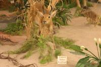 <img200*0:stuff/z/169023/Eastern%2520Bohor%2520Reedbuck/i1284311699_2.jpg>