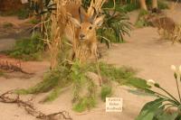 <img200*0:stuff/z/169023/Eastern%2520Bohor%2520Reedbuck/i1284311699_3.jpg>