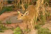 <img200*0:stuff/z/169023/Eastern%2520Bohor%2520Reedbuck/i1284311699_5.jpg>
