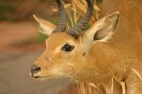 <img200*0:stuff/z/169023/Eastern%2520Bohor%2520Reedbuck/i1284311700_6.jpg>