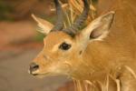 Eastern Bohor Reedbuck