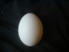 <img100*0:stuff/z/169023/Egg%252034/i1259705992_1.jpg>