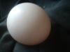 <img100*0:stuff/z/169023/Egg%252034/i1259705992_2.jpg>
