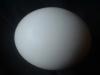 <img100*0:stuff/z/169023/Egg%252034/i1259705993_10.jpg>