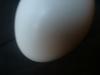 <img100*0:stuff/z/169023/Egg%252034/i1259705993_11.jpg>