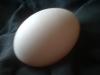 <img100*0:stuff/z/169023/Egg%252034/i1259705993_12.jpg>