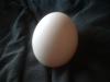 <img100*0:stuff/z/169023/Egg%252034/i1259705993_13.jpg>
