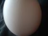 <img100*0:stuff/z/169023/Egg%252034/i1259705993_14.jpg>