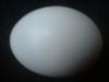 <img100*0:stuff/z/169023/Egg%252034/i1259705993_15.jpg>