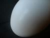 <img100*0:stuff/z/169023/Egg%252034/i1259705993_16.jpg>
