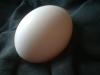 <img100*0:stuff/z/169023/Egg%252034/i1259705993_17.jpg>