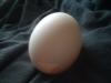 <img100*0:stuff/z/169023/Egg%252034/i1259705993_18.jpg>
