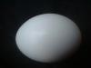 <img100*0:stuff/z/169023/Egg%252034/i1259705993_20.jpg>