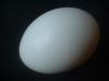 <img100*0:stuff/z/169023/Egg%252034/i1259705993_21.jpg>