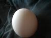 <img100*0:stuff/z/169023/Egg%252034/i1259705993_23.jpg>