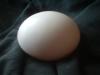 <img100*0:stuff/z/169023/Egg%252034/i1259705993_3.jpg>