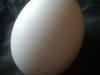 <img100*0:stuff/z/169023/Egg%252034/i1259705993_4.jpg>