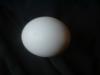 <img100*0:stuff/z/169023/Egg%252034/i1259705993_5.jpg>
