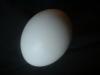 <img100*0:stuff/z/169023/Egg%252034/i1259705993_6.jpg>