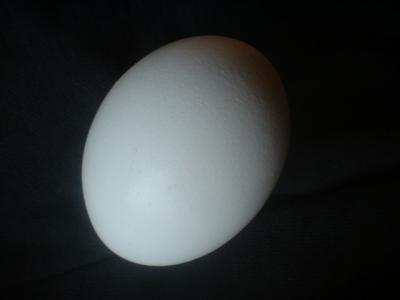 <img:http://elftown.heddate.com/stuff/z/169023/Egg%252034/i1259705993_6.jpg?y=300>