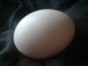 <img100*0:stuff/z/169023/Egg%252034/i1259705993_7.jpg>
