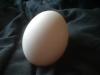 <img100*0:stuff/z/169023/Egg%252034/i1259705993_8.jpg>