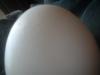 <img100*0:stuff/z/169023/Egg%252034/i1259705993_9.jpg>
