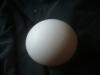 <img100*0:stuff/z/169023/Egg%252034/i1259705994_24.jpg>