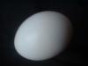 <img100*0:stuff/z/169023/Egg%252034/i1259705994_25.jpg>