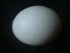 <img100*0:stuff/z/169023/Egg%252034/i1259705994_26.jpg>