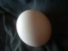 <img100*0:stuff/z/169023/Egg%252034/i1259705994_28.jpg>