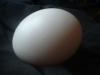 <img100*0:stuff/z/169023/Egg%252034/i1259705994_29.jpg>
