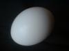 <img100*0:stuff/z/169023/Egg%252034/i1259705994_30.jpg>